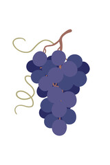 Wall Mural - simple blue grapes bunch isolated on white.