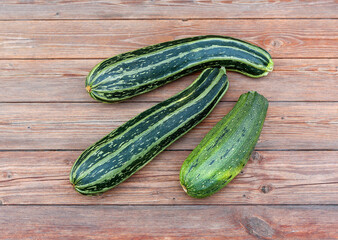 Canvas Print - zucchini squash or vegetable marrow