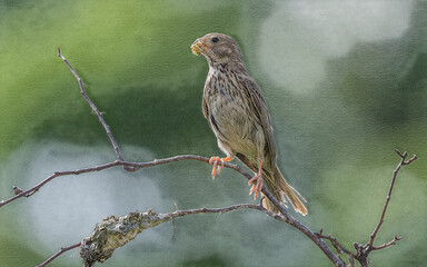 bird on a branch