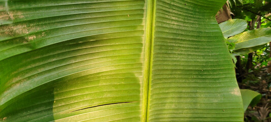 tropical green foliage with abstract lines