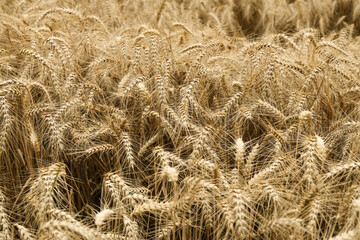 Ears of wheat ready for harvest in the field. Selective focus.	