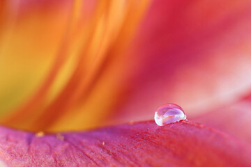 Wall Mural - Water drops on a pink lily flower