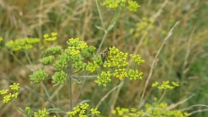 Wall Mural - close-up of a honey bee (Apis mellifera) feeding on wild parsnip (Pastinaca sativa) flowers