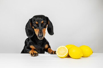 Wall Mural - dachshund dog with lemons on a white background in the studio, dog nutrition and the benefits of citrus fruits