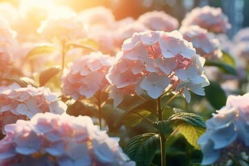 Poster -   A field of vibrant pink and white blooms basks under the radiant sun, casting dappled light through the leafy background