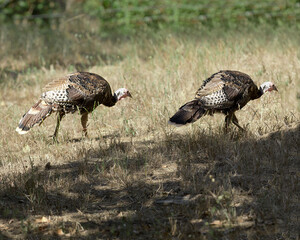 Wild Turkeys 1