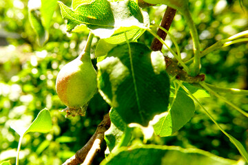 Aufkleber - Green Pear Growing on a Tree Surrounded by Lush Leaves in a Garden
