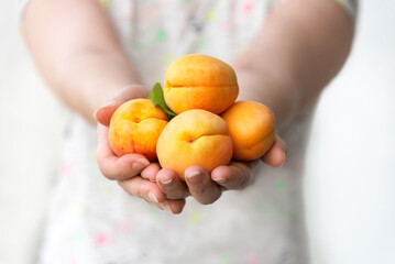 Wall Mural - Ripe sweet apricots in female hands. Selective focus. Harvesting.