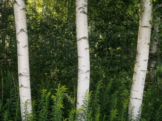 Wall Mural - Three tall white birch trees stand in a lush green forest. The trees are tall and slender, with their trunks reaching up towards the sky. The leaves are green and vibrant