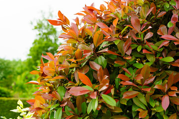 Bright red green bush in the backyard garden. Colorful fence in the garden