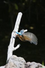 Poster - common kingfisher in a forest