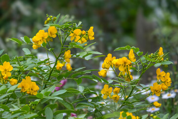 Poster - Alexandrinische Senna (Senna alexandrina Mill., Synonym: Cassia senna L.)