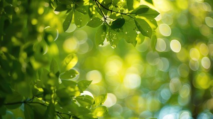 Poster - Blurry garden bokeh with abstract green tree