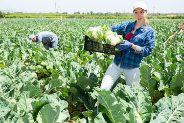 Wall Mural - Portrait of cheerful caucasian woman gardener standing on vegetable field with crate full of cauliflowers.