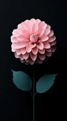 Sticker - Elegant Pink Flower Against Dark Background