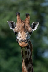 Poster - Close-up of giraffe head outdoors in nature.