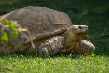 Poster - Giant tortoise outdoors in nature.