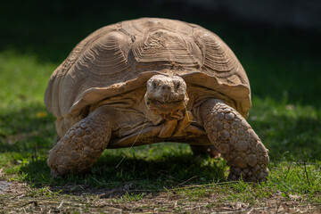 Poster - Giant tortoise outdoors in nature.