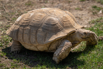 Wall Mural - Giant tortoise outdoors in nature.