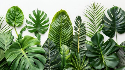 Aufkleber - A collection of various tropical leaves, showcasing shades of green and different shapes arranged in a visually pleasing manner against a light backdrop