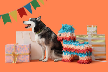 Wall Mural - Cute husky dog with gift boxes, pinata and colorful flags on orange background. Birthday celebration