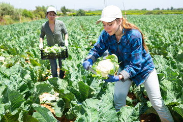 Wall Mural - Asian and caucasian women gathering cauliflowers and filling wicker basket while working on plantation.