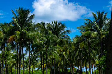 Wall Mural - Palm leaf background. Palm leaf texture. Palm foliage over blue sky. Palms tree backdrop. Tropical green background.