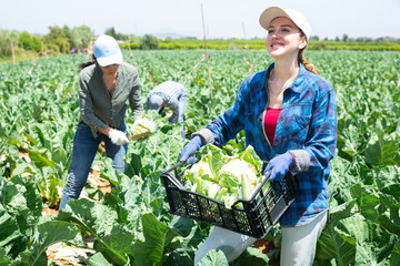 Wall Mural - Portrait of cheerful caucasian woman gardener standing on vegetable field with crate full of cauliflowers.