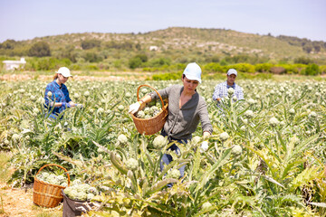 Wall Mural - Asian woman gardener harvesting fresh artichokes on plantation with co-workers.