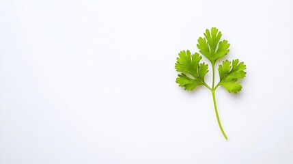 Aufkleber - Coriander leaf isolated on white background Top view Flat lay : Generative AI
