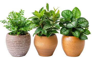 Wall Mural - Three potted plants of different sizes and colors are arranged in a row