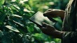 © The Little Hut - Closeup farmer collecting data of trees cultivation with technological tablet Worker inspecting plants quality modern device on farmland countryside plantation Agribusiness organic foo : Generative AI