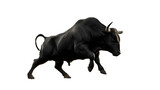 Black bull fighting fiercely