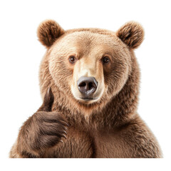 close-up of a cheerful brown bear giving a thumbs up gesture, conveying positivity, approval, and fr