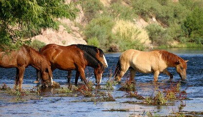 Wild Horses of Salt River 