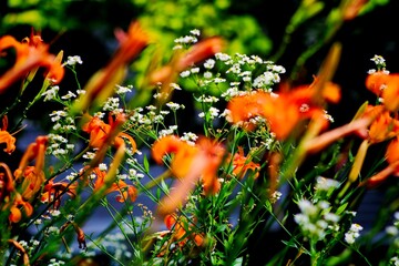 orange flowers in the garden