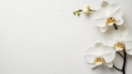 Canvas Print - Three Delicate White Orchids Arranged Artistically on a Simple White Background