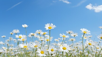 Wall Mural - A field of blooming daisies 