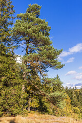 Canvas Print - Pine tree at a forest edge a sunny day in autumn