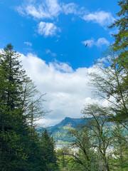 hawk circling