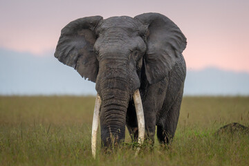 Wall Mural - African bush elephant stands showing giant tusks