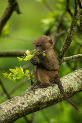 Wall Mural - Baby olive baboon holds branch in tree