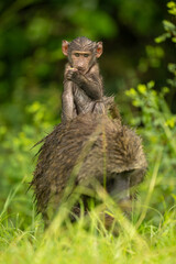 Wall Mural - Baby olive baboon in rain on mother