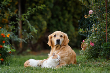 Wall Mural - adult golden retriever dog with red cat lying in an embrace on the grass. Friendship between cats and dogs