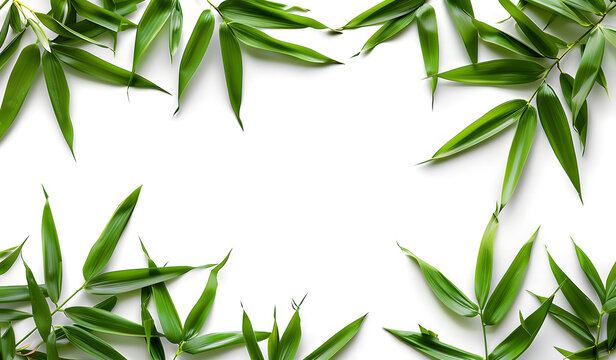 Green bamboo with leaves isolated on a white background with clipping path and full depth of field isolated on a white background, design