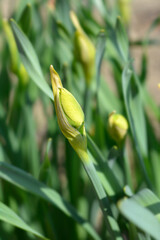 Poster - Double Daffodil Flower Drift flower buds