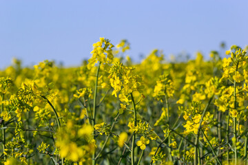 Canvas Print - Blooming canola field and blu sky with stormy clouds