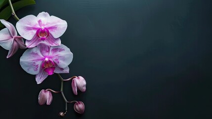 Canvas Print - Delicate Pink Orchids on a Dark Background