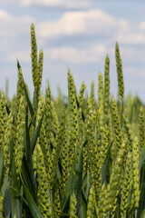 Poster - Green wheat field. Green background with wheat. Young green wheat seedlings growing on a field. Agricultural field on which grow immature young cereals, wheat