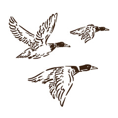 vector sketch of three flying ducks